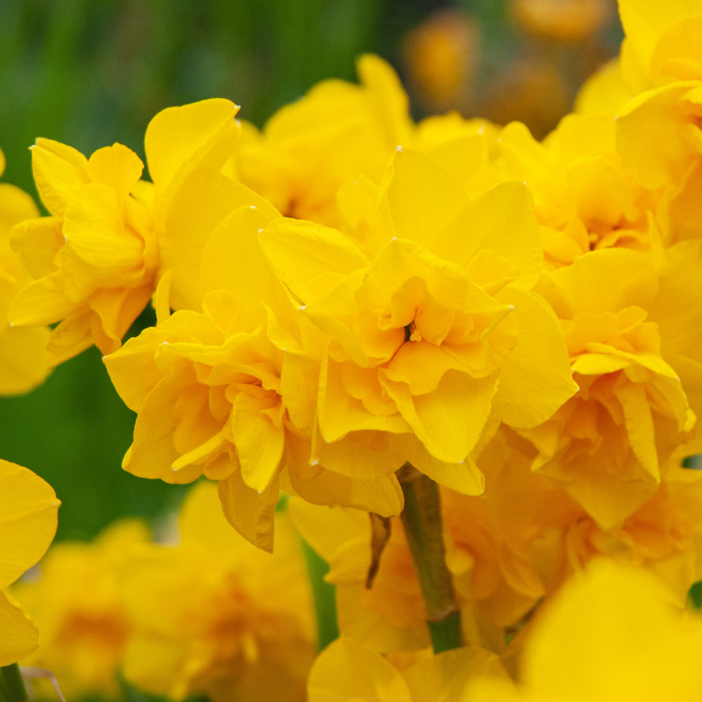 Golden Delicious Daffodil Bulbs Colorblends