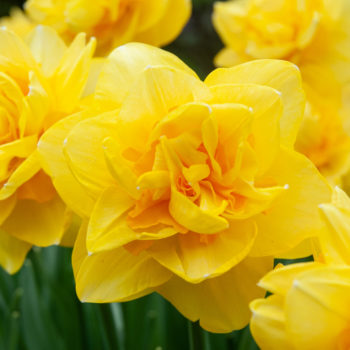 Sherborne Daffodil Bulbs Colorblends