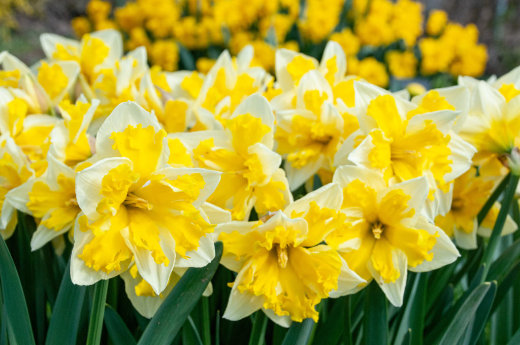 Split corona daffodils with white petals and a bright yellow ruffled cup, Daffodil Banana Splash from Colorblends.