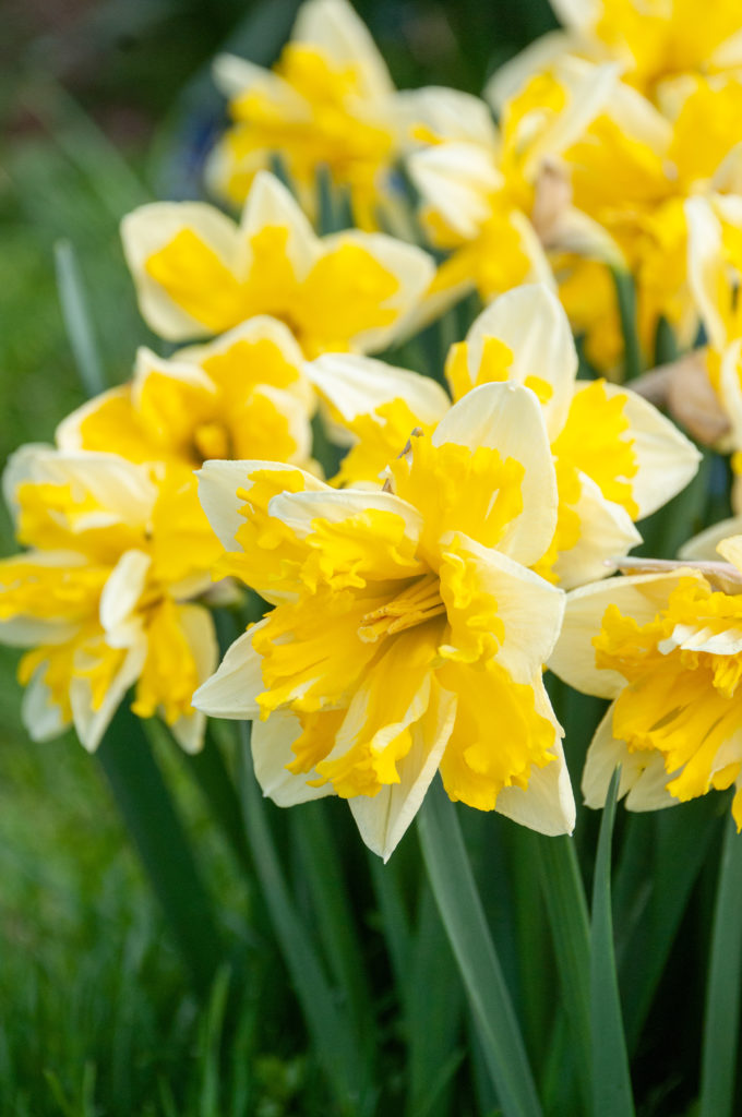 Split corona daffodils with white petals and a bright yellow ruffled cup, Daffodil Banana Splash from Colorblends.