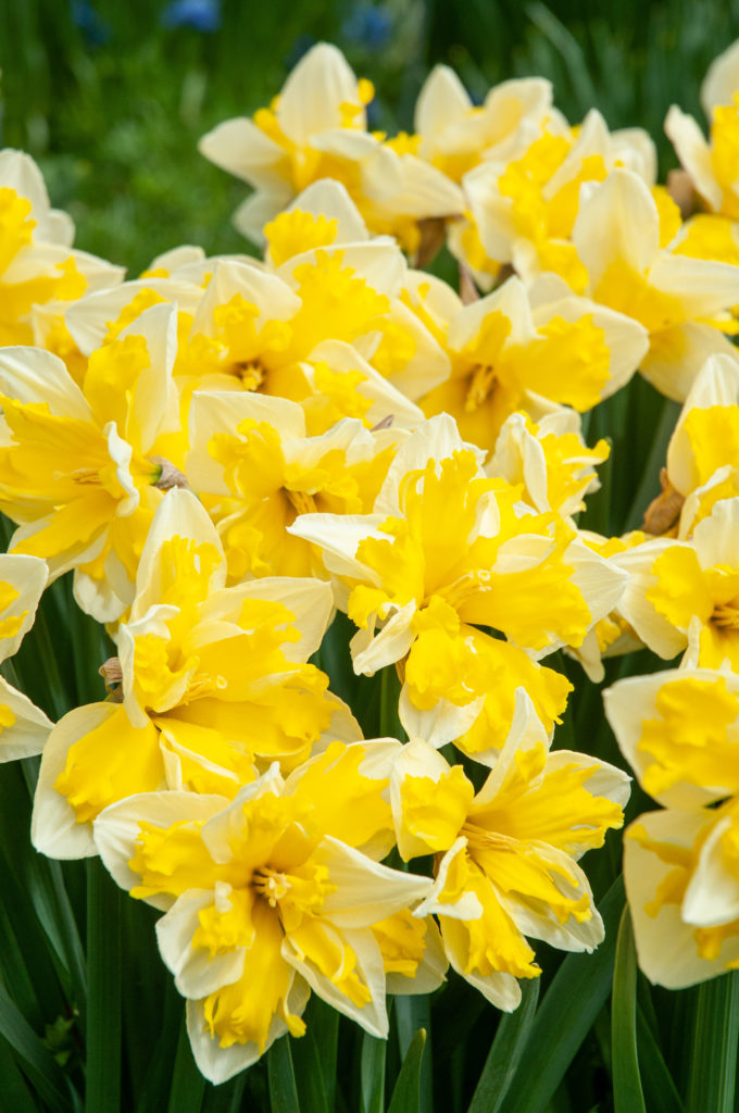 Split corona daffodils with white petals and a bright yellow ruffled cup, Daffodil Banana Splash from Colorblends.