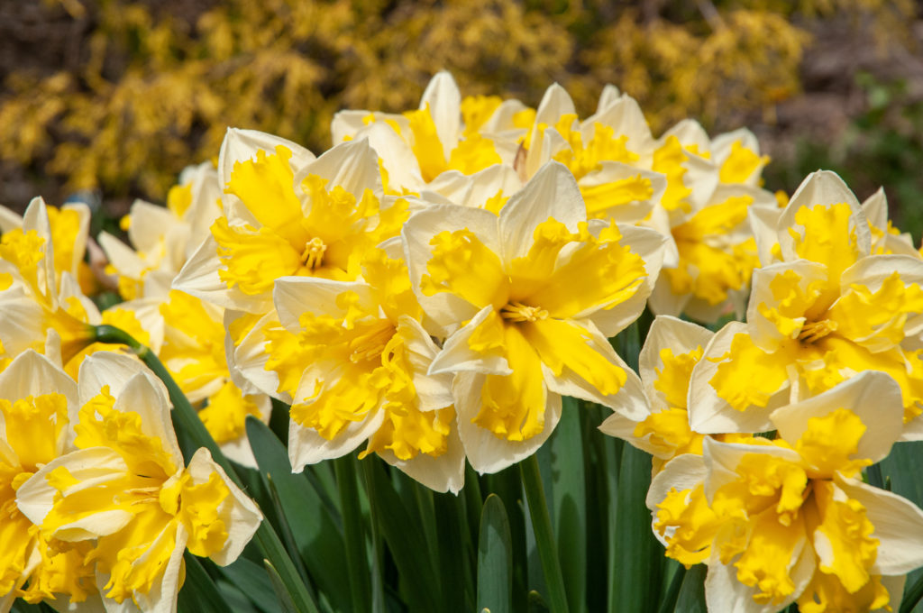Split corona daffodils with white petals and a bright yellow ruffled cup, Daffodil Banana Splash from Colorblends.
