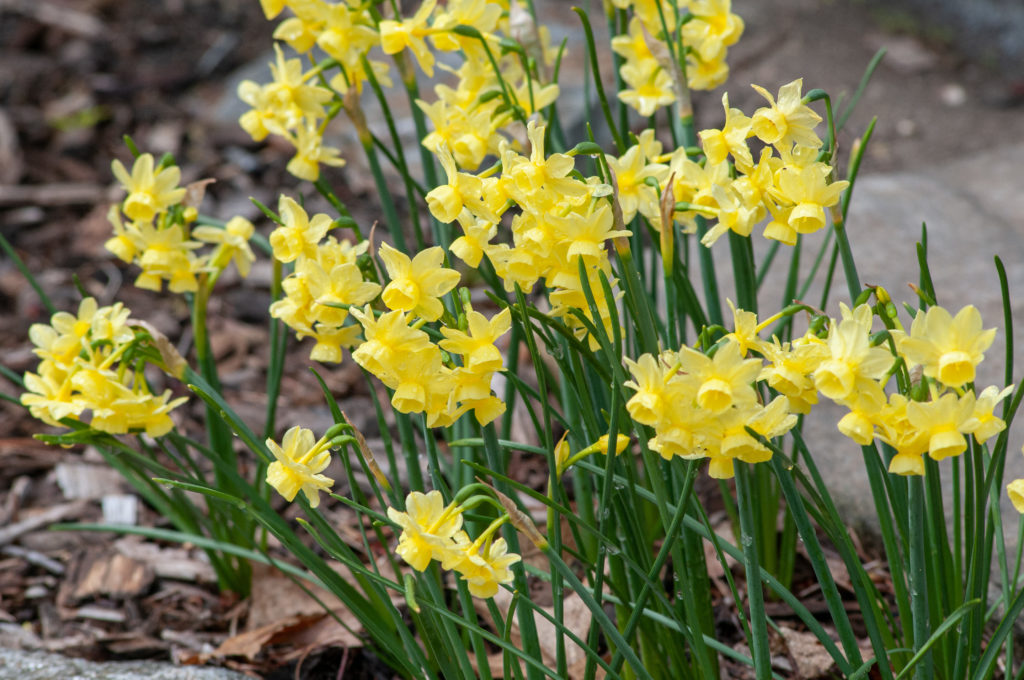 Miniature lemon yellow triandrus daffodils on wiry stems, Daffodil Angel's Breath from Colorblends.