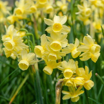 Angel's Breath Daffodil Bulbs Colorblends