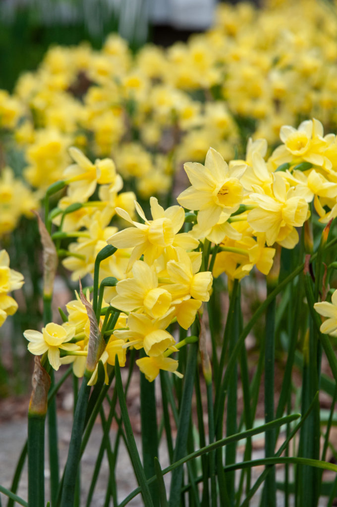 Miniature lemon yellow triandrus daffodils on wiry stems, Daffodil Angel's Breath from Colorblends.