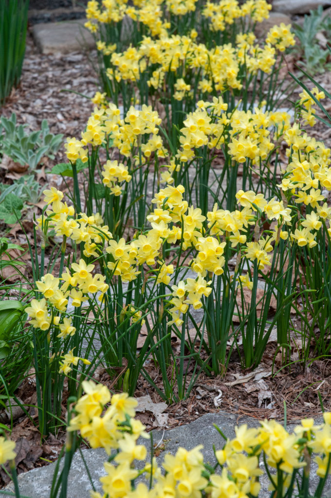 Miniature lemon yellow triandrus daffodils on wiry stems, Daffodil Angel's Breath from Colorblends, growing around a path of stepping stones.