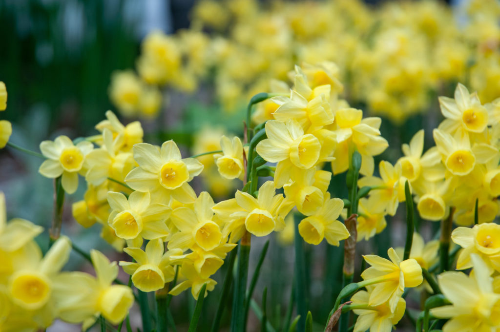 Miniature lemon yellow triandrus daffodils on wiry stems, Daffodil Angel's Breath from Colorblends.