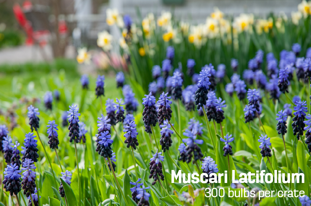 Two-tone Muscari Latifolium from Colorblends, bright blue on top and deep purple below.