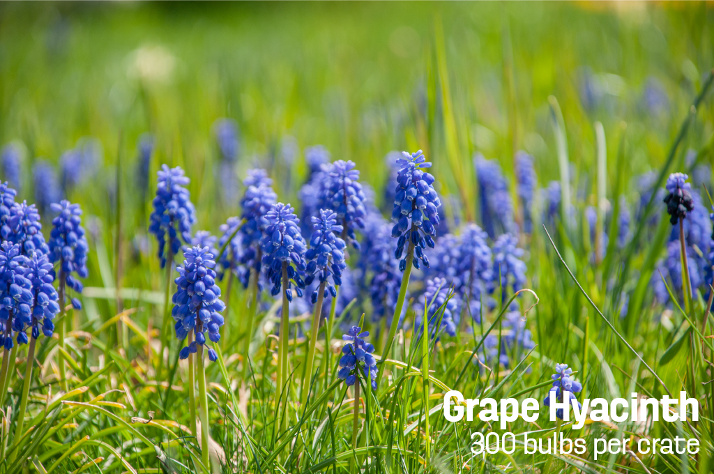 Dense spikes of tiny blue flowers, Grape Hyacinths from Colorblends.