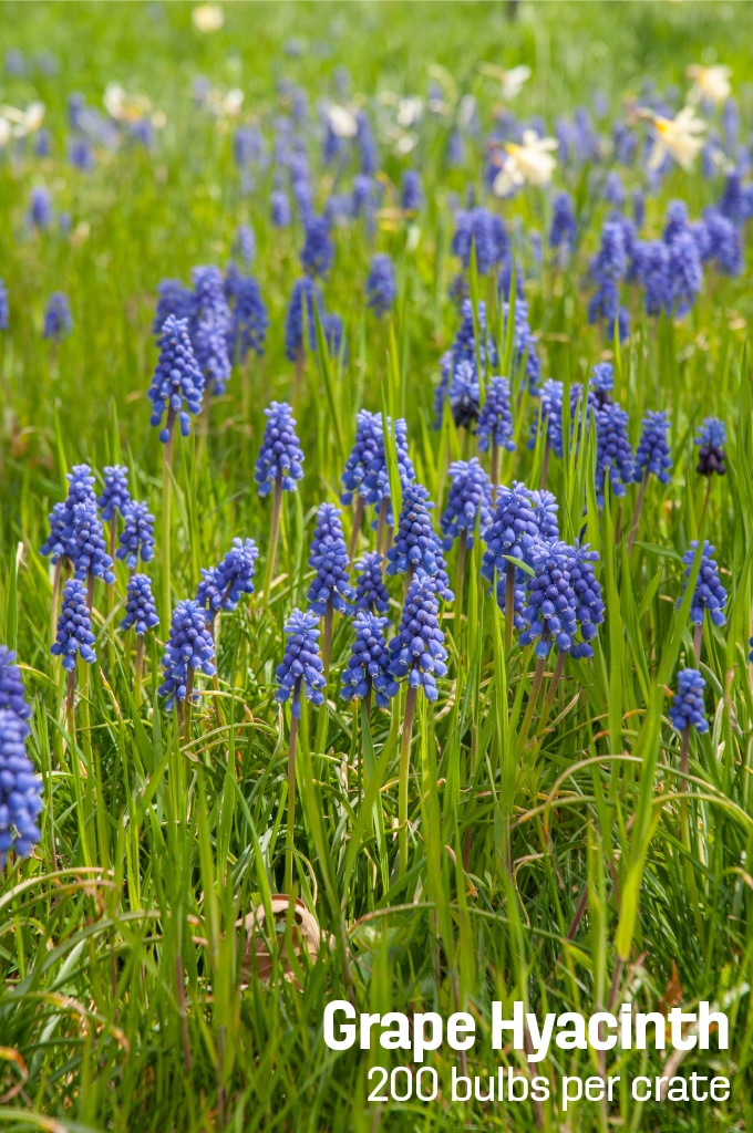 Dense spikes of tiny blue flowers, Grape Hyacinths from Colorblends.