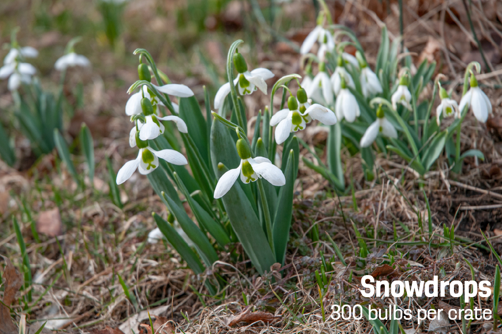 White winged flowers, Snowdrops from Colorblends.