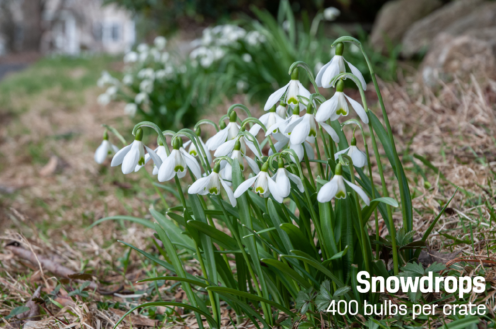 White winged flowers, Snowdrops from Colorblends.