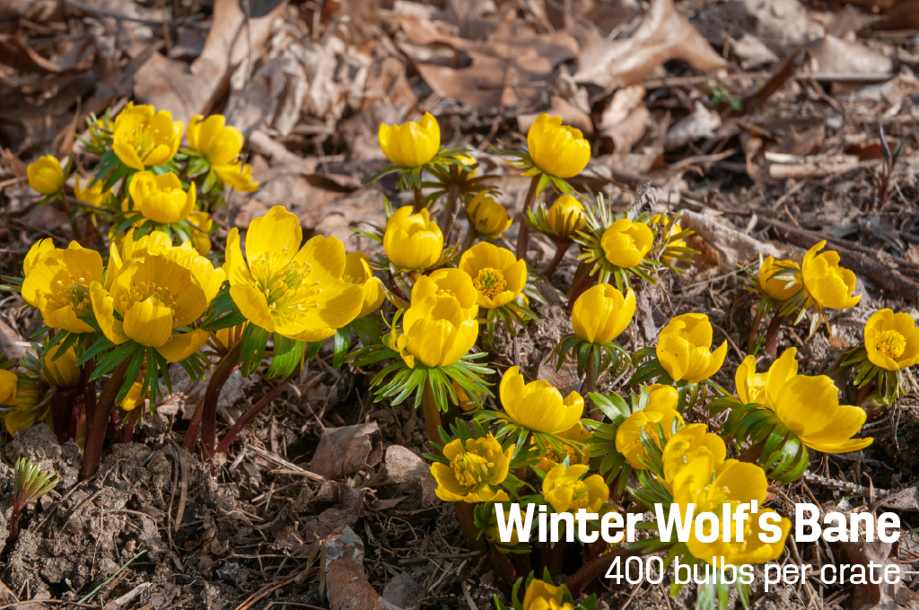 A group of small yellow bulb Winter Wolf's Bane from Colorblends.