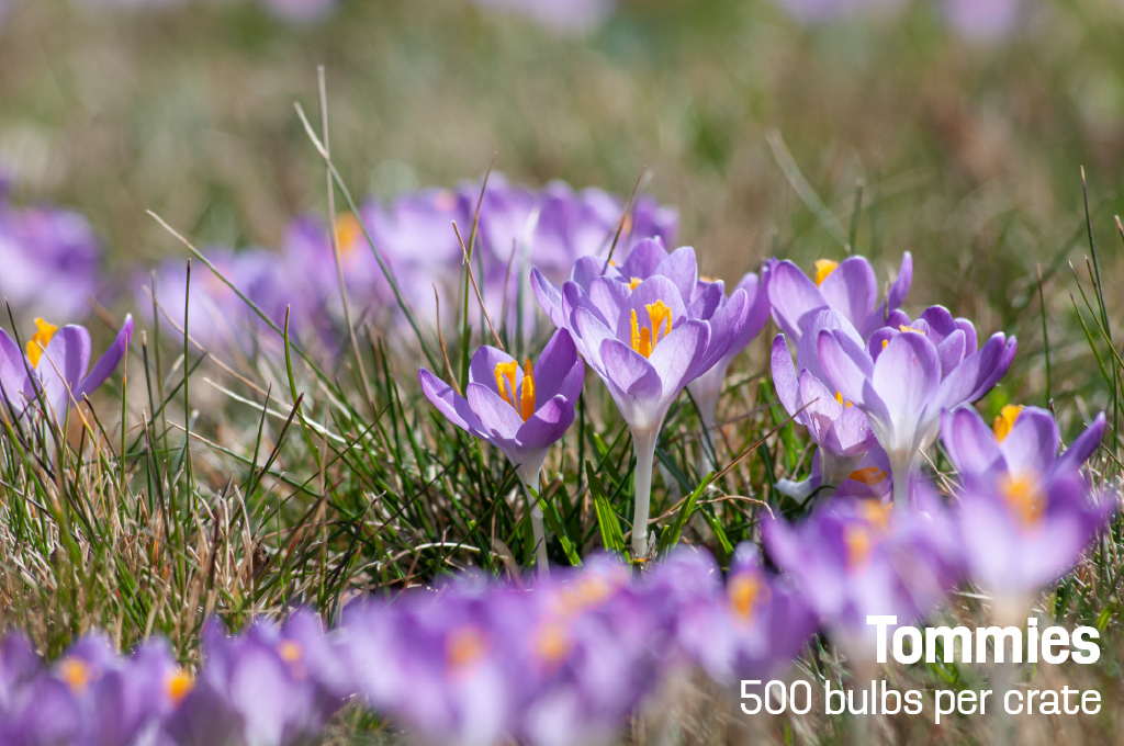 Purplish pink Tommies crocuses from Colorblends