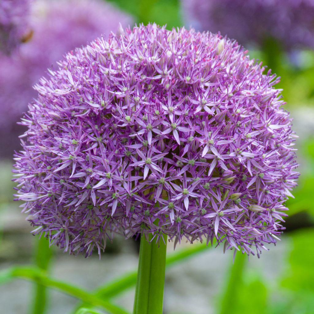 Allium Pinball Wizard Colorblends