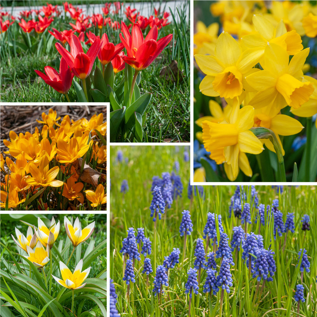 Lawn Suite Flower Bulbs Colorblends