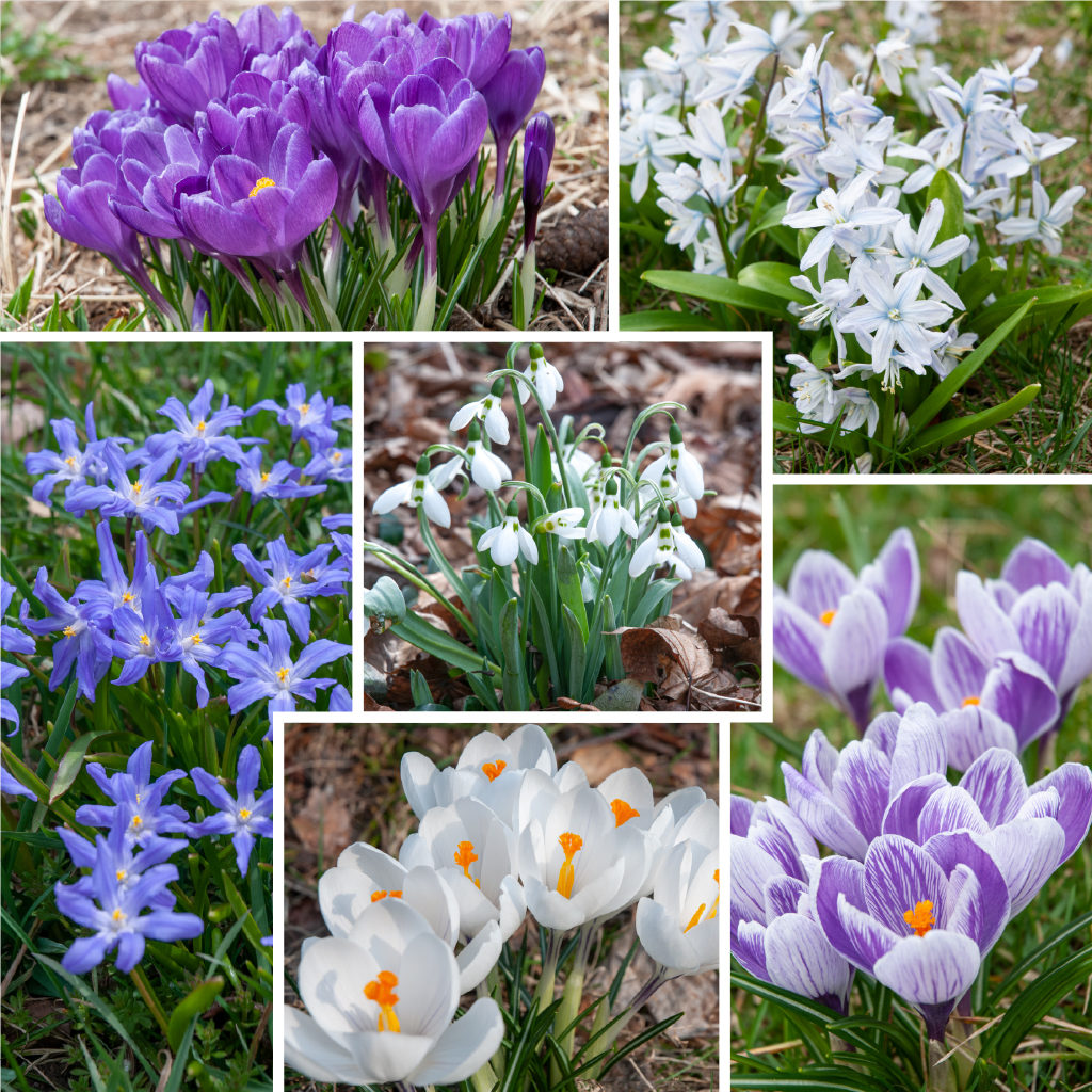 Impression Springtime Flower Bulbs Colorblends