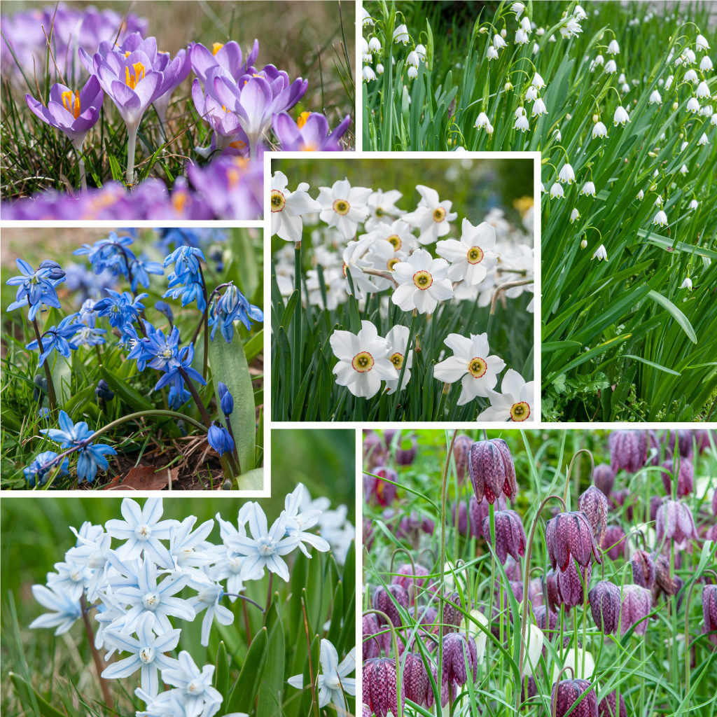 Flora Culture Flower Bulbs Colorblends