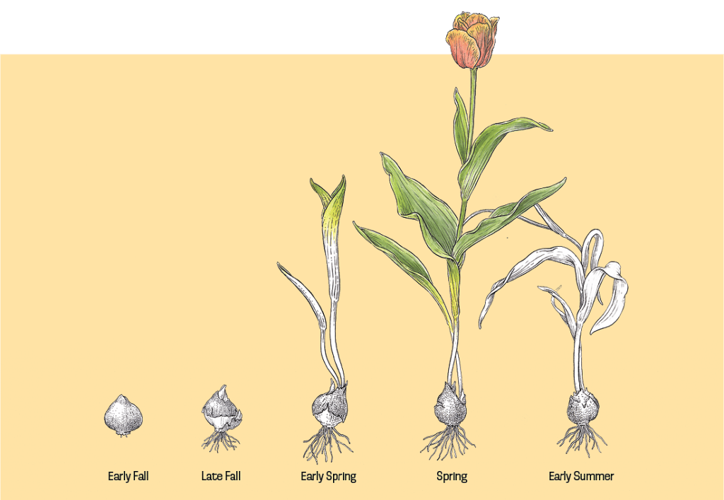 COLORBLENDS A SpringFlowering Bulb’s Growth Cycle