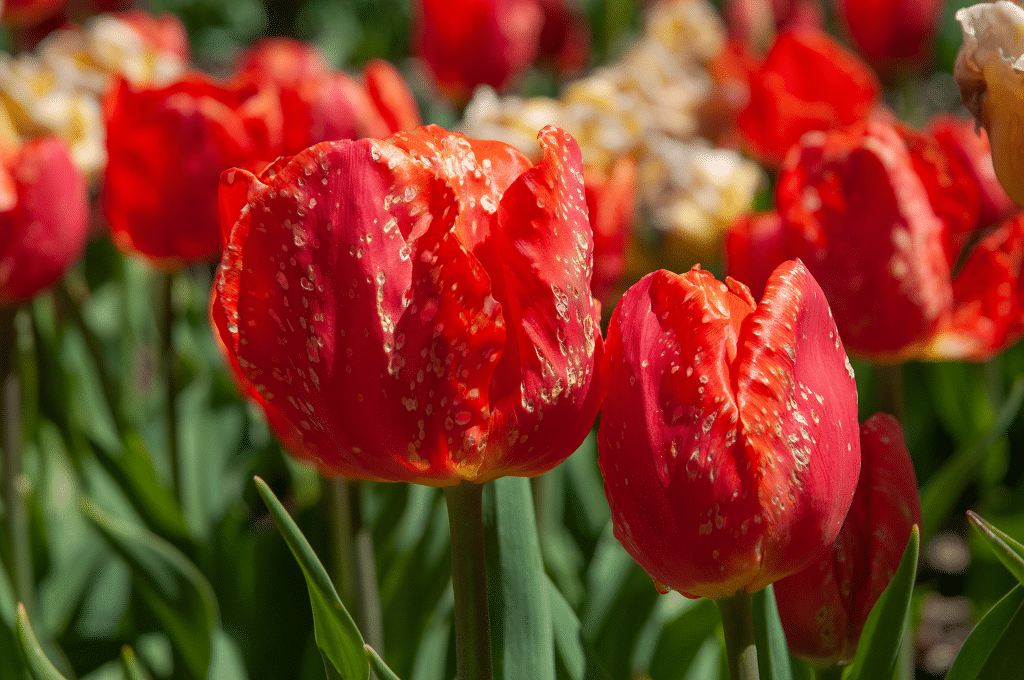 Tulip flowers with a fungal infection