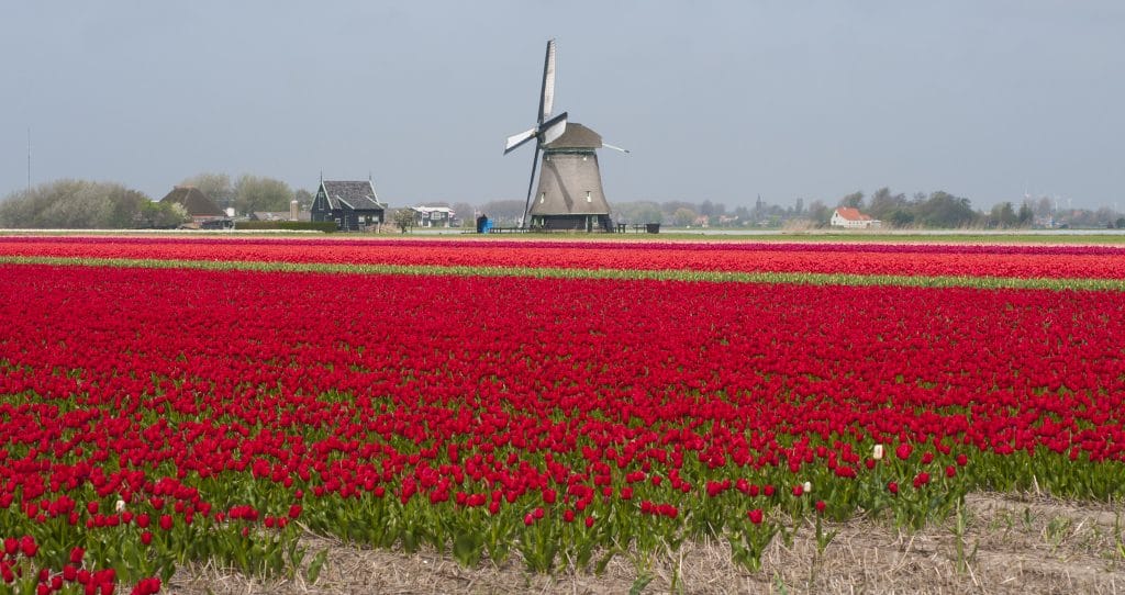 Field of tulips with windmill in background