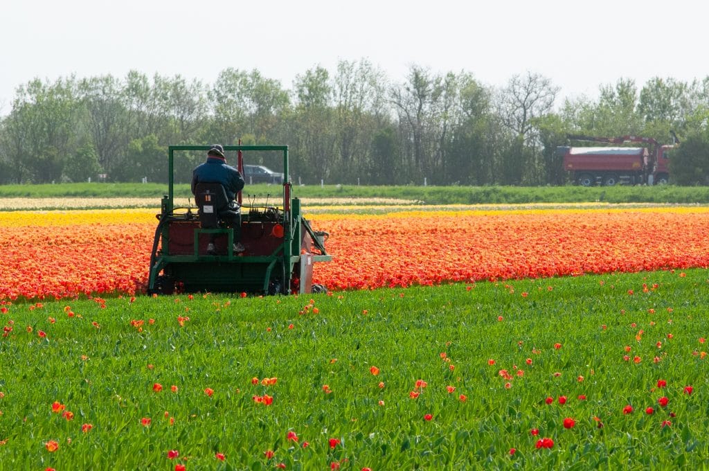 Tulip grower chopping heads off flowers