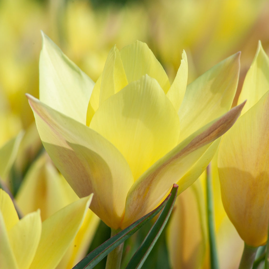 Honky Tonk Tulip Bulbs Colorblends