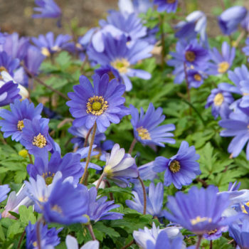 Anemone Blue Shades Bulbs Colorblends