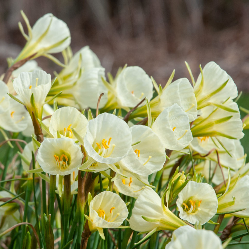 Mary Poppins Daffodil Bulbs Colorblends