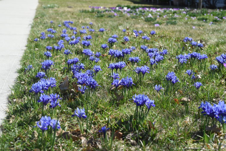 iris in lawn