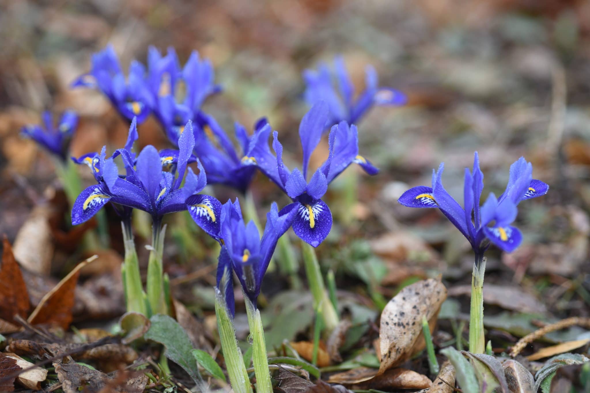 Iris Harmony: A Periodic Sprinkle