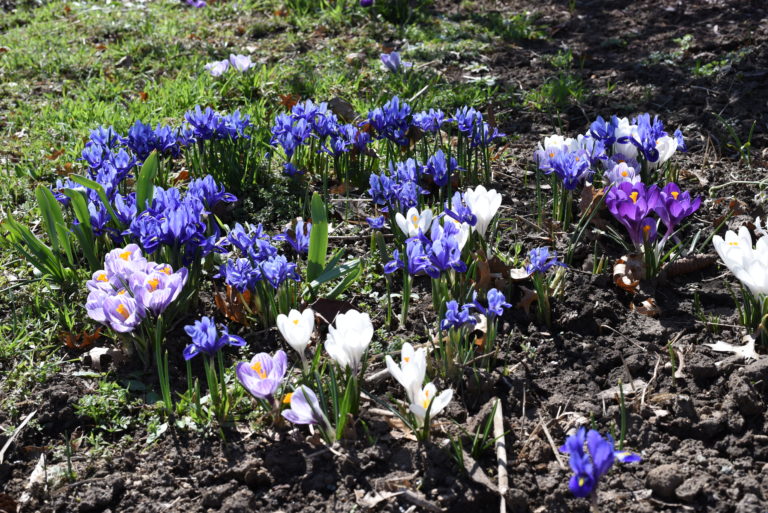 iris and crocus