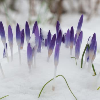 Purplish pink Tommies crocuses from Colorblends pushing through the snow.