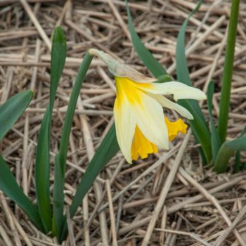 Dancing Daffodils