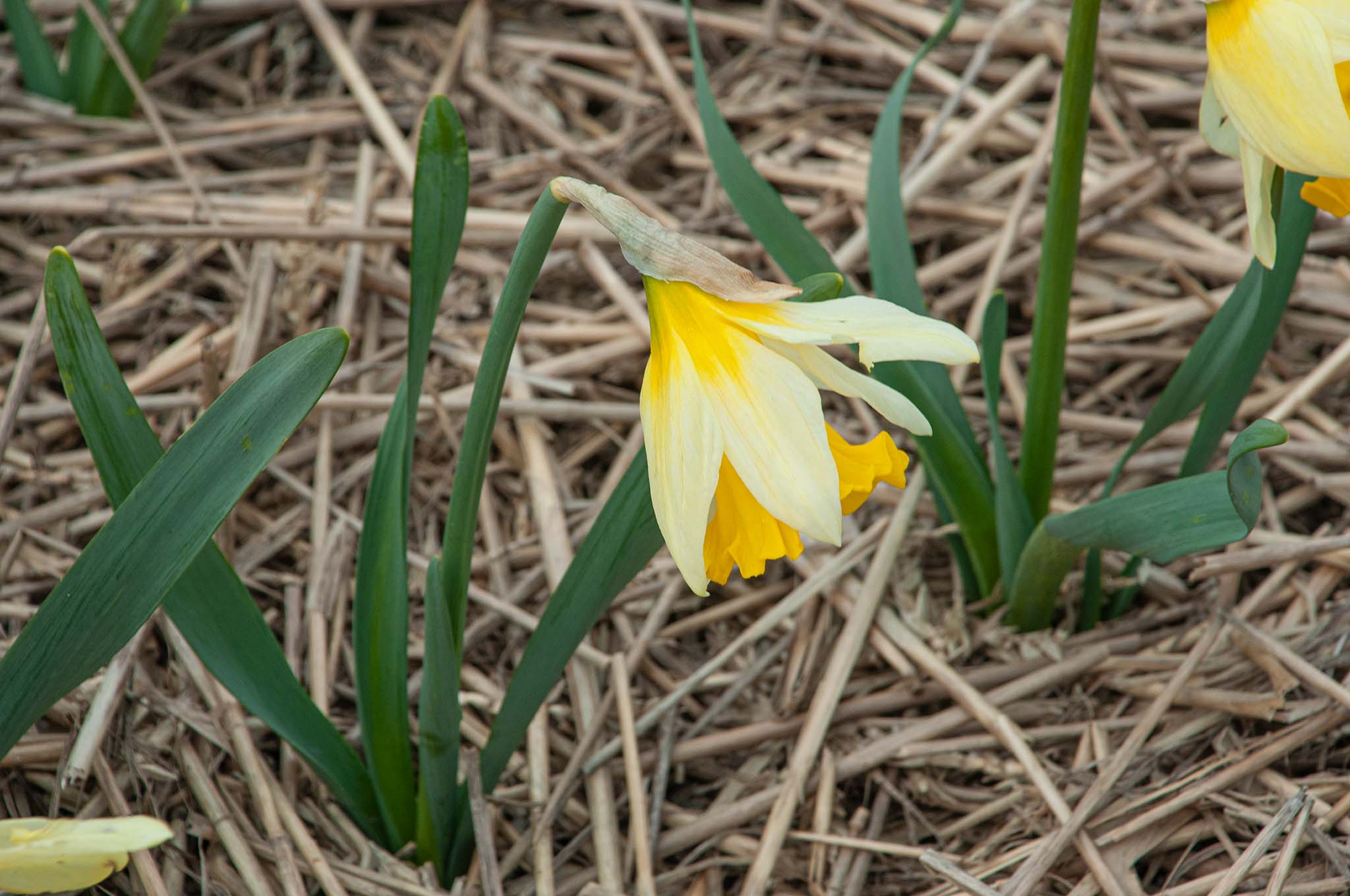 Dancing Daffodils