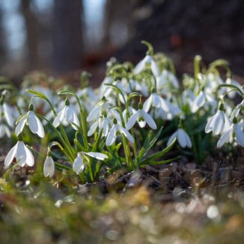 Snowdrops: Precocious Spring