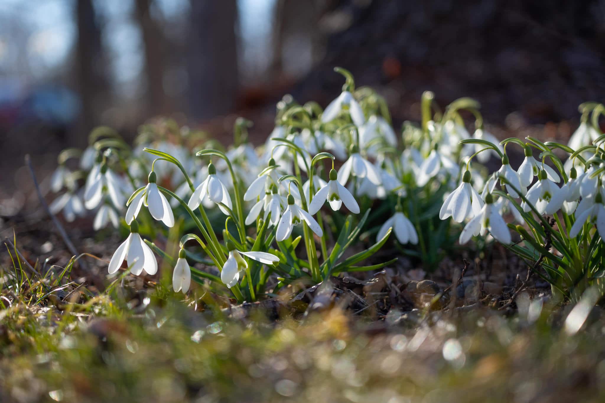 Snowdrops: Precocious Spring