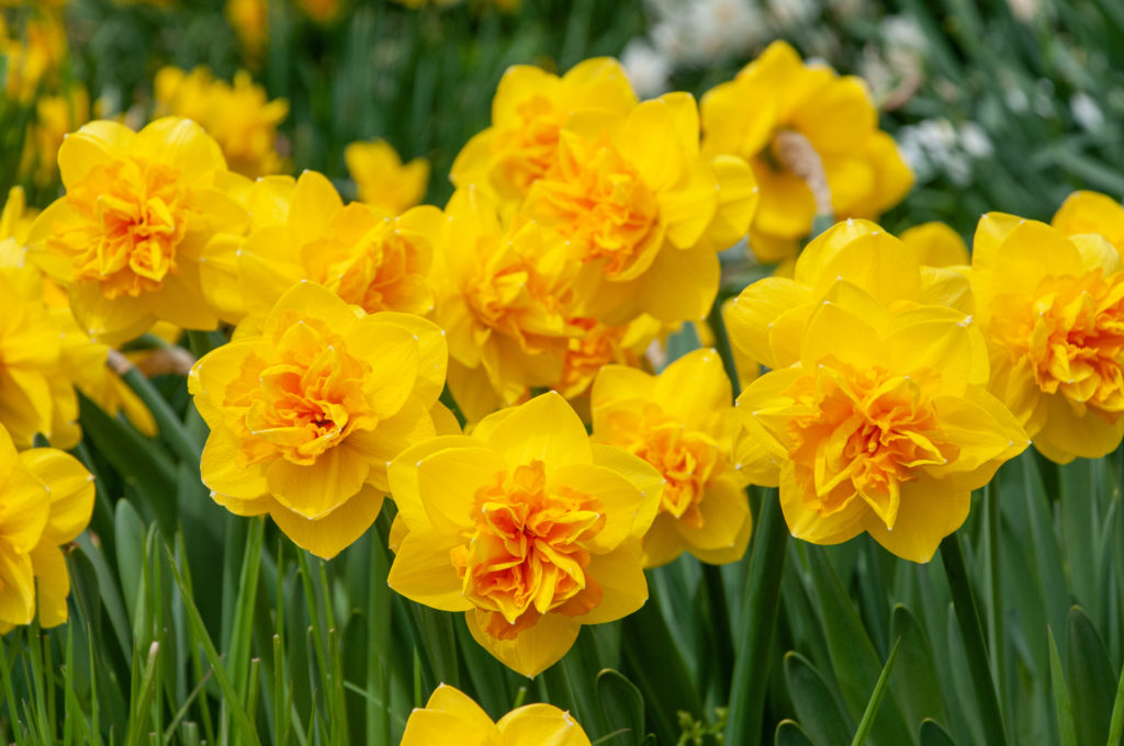 Pointed yellow petals with orange ruffles, double Daffodil Double Sunrise from Colorblends.