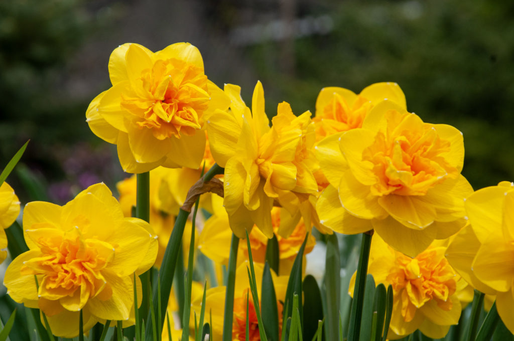 Pointed yellow petals with orange ruffles, double Daffodil Double Sunrise from Colorblends.