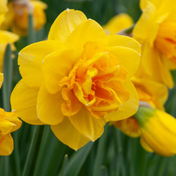 Pointed yellow petals with orange ruffles, double Daffodil bulbs Double Sunrise from Colorblends.