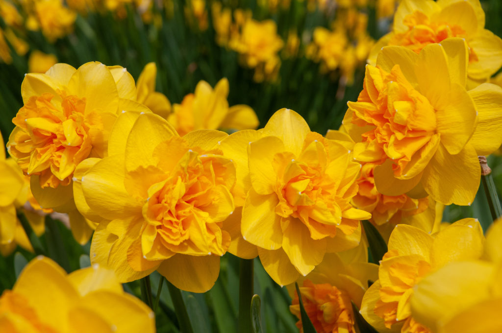 Pointed yellow petals with orange ruffles, double Daffodil Double Sunrise from Colorblends.