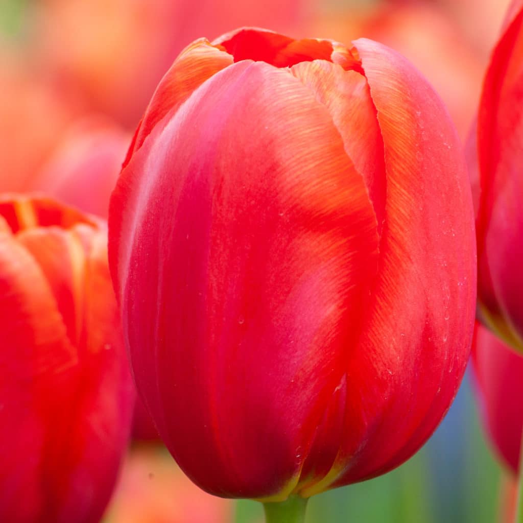 Avignon Tulip Bulbs Colorblends