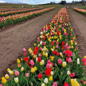 Grow and Show Early to Mid Tulip Bulbs Colorblends