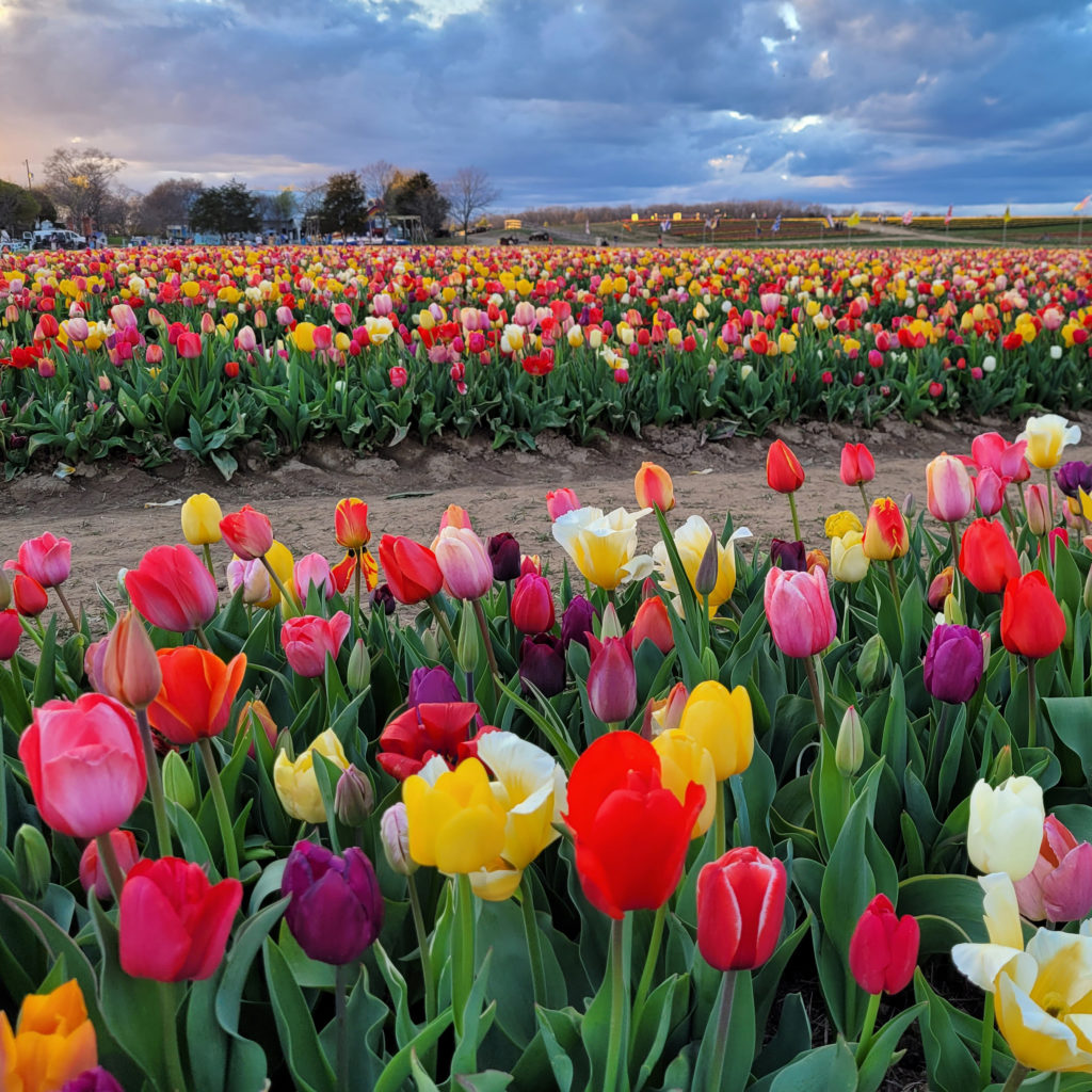 Grow and Show Mid Tulip Bulbs Colorblends