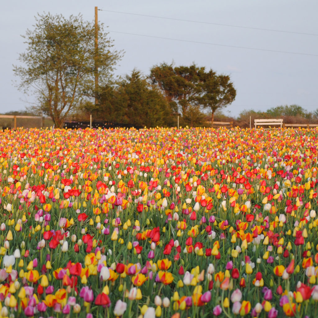 Grow and Show Mid to Late Tulip Bulbs Colorblends