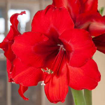 Red Victory Amaryllis Bulbs Colorblends