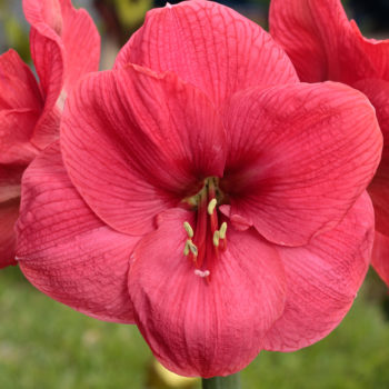 Bolero Amaryllis Bulbs Colorblends