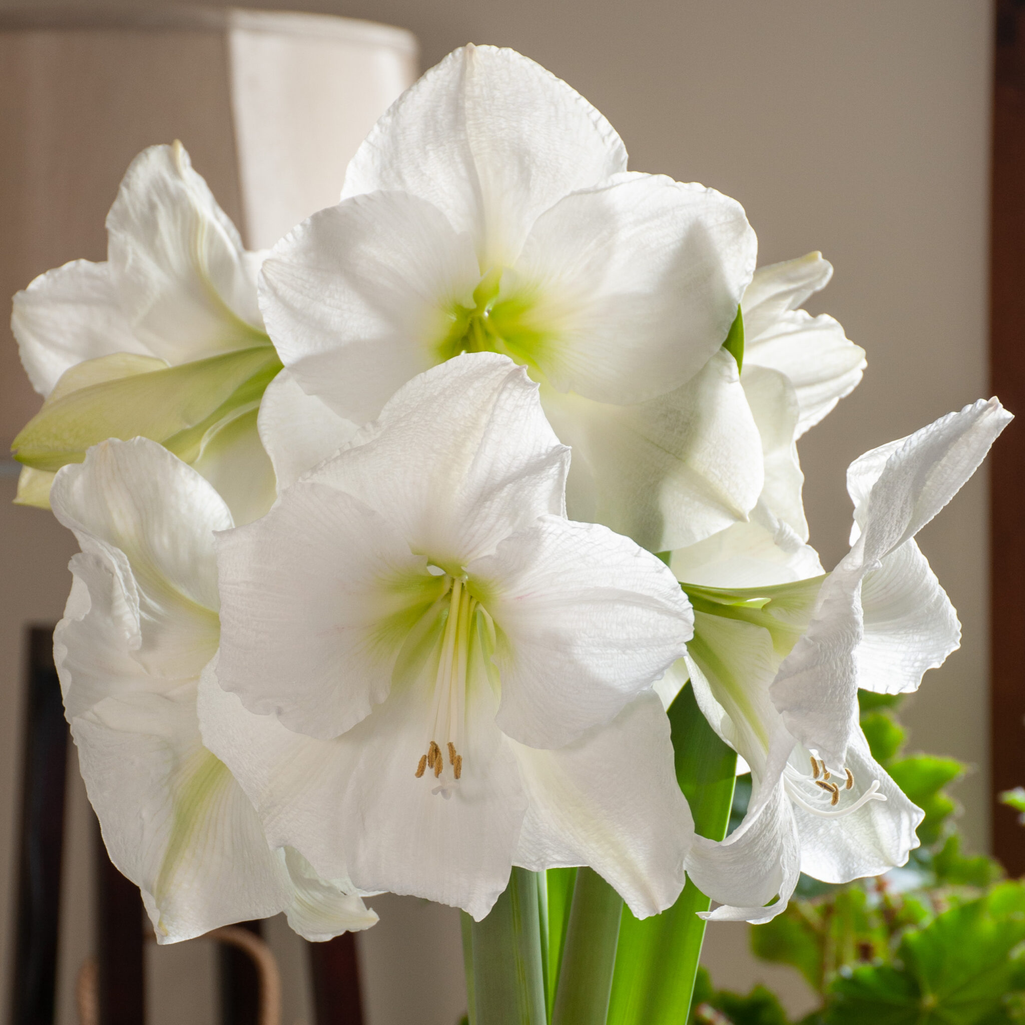 White Candle Amaryllis Bulbs | Wholesale Prices | Colorblends®