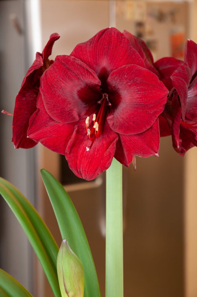 Amaryllis Bulbs | Wholesale Pricing | Colorblends®
