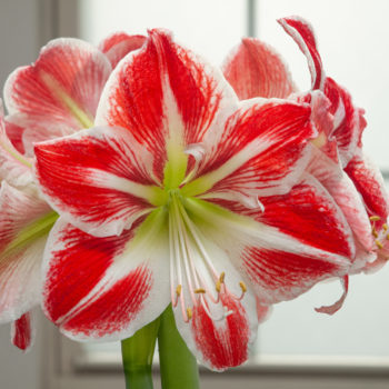 Spartacus Amaryllis Bulb Colorblends